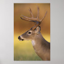 Recherche de cerf de virginie posters Bois