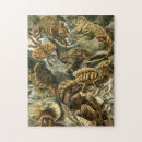 Recherche de lézard puzzles Illustration