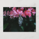 Recherche de papillon jaune et noir cartes postales Rose