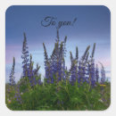 Recherche de lupin autocollants Violet