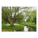 Recherche de saule posters Étang