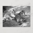 Recherche de tigre blanc cartes postales Animal sauvage