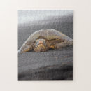 Recherche de tortue de mer puzzles Hawaii