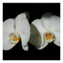 Recherche de orchids posters Tropical