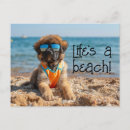 Recherche de leonberg posters Dog