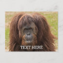 Recherche de bornéo cartes postales Orangs outans
