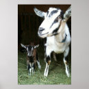 Recherche de goat posters Animals