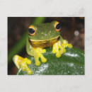 Recherche de oeil vert cartes postales Nature