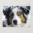 Recherche de le berger australien cartes postales Portrait