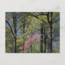 Recherche de arbre de vie cartes postales Bois