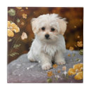 Recherche de chiots carreaux Animal de compagnie