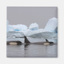 Recherche de orque magnets Faune