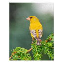 Recherche de copie animale photographie Nature