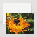 Recherche de souci cartes postales Jaune