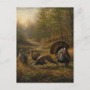 Recherche de dindons cartes postales Faune