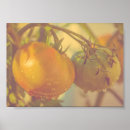 Recherche de tomates photographie Vert