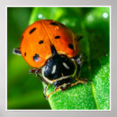 Recherche de coccinelles art Pour tous