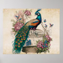 Recherche de cage oiseaux posters Animaux