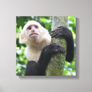 Recherche de singe capucin posters Forêt tropicale