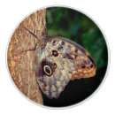 Recherche de insecte boutons et poignées de porte Papillon