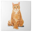 Recherche de chat tigré carreaux Félin