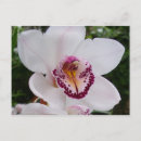 Recherche de orchidée blanche cartes postales Orchidées