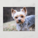 Recherche de yorkshire terrier cartes postales Animal