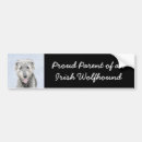Recherche de wolfhound Mignon