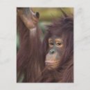 Recherche de orang outan cartes postales Pour tous