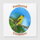 Recherche de chardonneret américain Faune