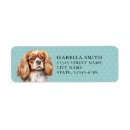 Recherche de cavalier king charles Cavie