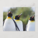 Recherche de pingouins cartes postales Pingouin roi