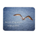 Recherche de mouettes magnets Photographie