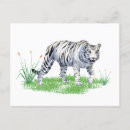 Recherche de tigre blanc cartes postales Gros chats
