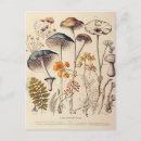 Recherche de naturaliste cartes postales Vintage