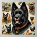 Recherche de flandre posters Bouvier des flandres