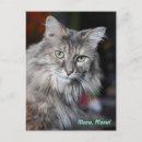 Recherche de minous cartes postales Mignon