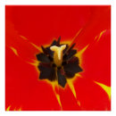 Recherche de tulipe rouge posters Blanc