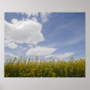 Recherche de canola posters Agriculture