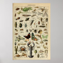Recherche de arthropode posters Vintage
