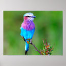 Recherche de oiseaux colorés posters Bébé