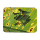 Recherche de le costa rica magnets Faune