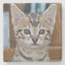 Recherche de savane dessous de verres Taches