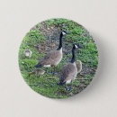 Recherche de oies badges Oiseaux
