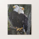 Recherche de aigle chauve américain puzzles Rapace