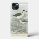 Recherche de oiseau noir coques Nature