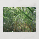 Recherche de marécage cartes postales Nature
