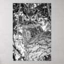 Recherche de hibou blanc posters Oiseau de proie