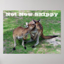 Recherche de kangourou australie posters Photographie