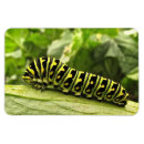Recherche de machaon noir Insecte